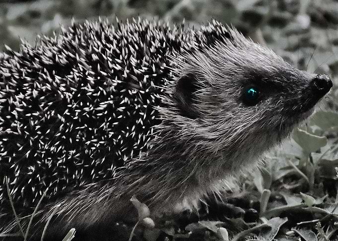 Cute Hedgehog Wallpaper
