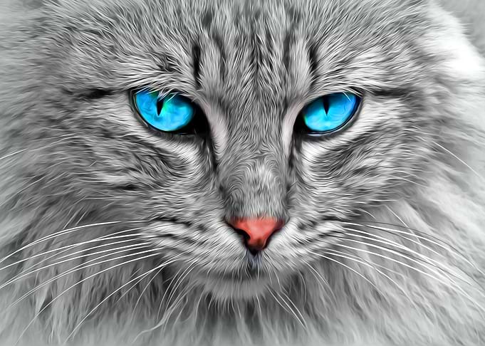Blue Eyed Cat