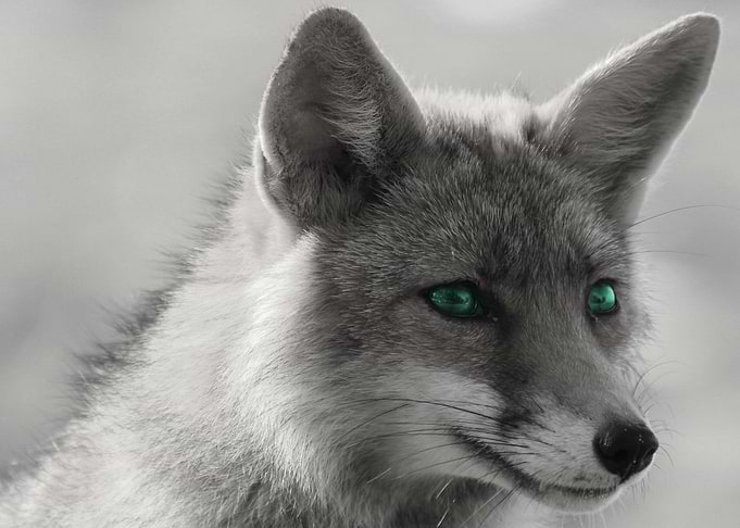 Fox Wallpaper