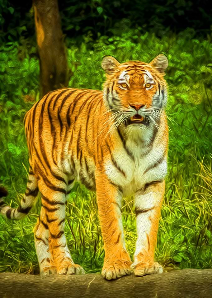 Observant Tiger