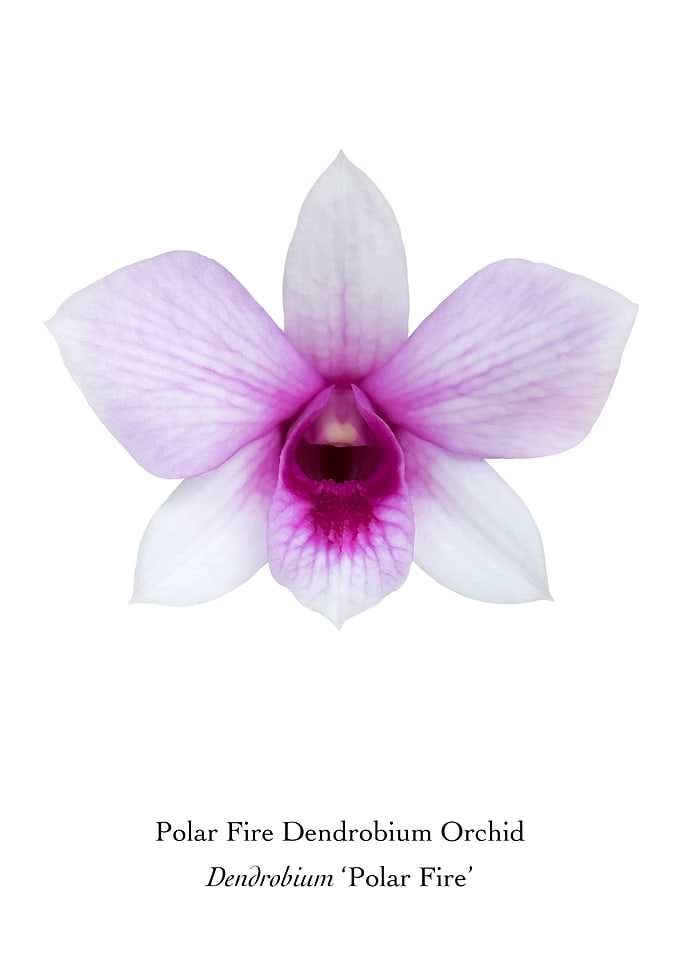 Polar Fire Dendrobium