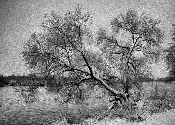 The solitary Tree