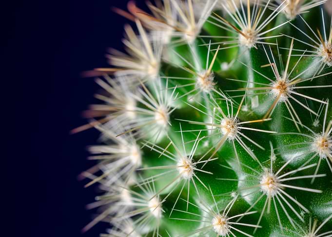 Cactus on blue background