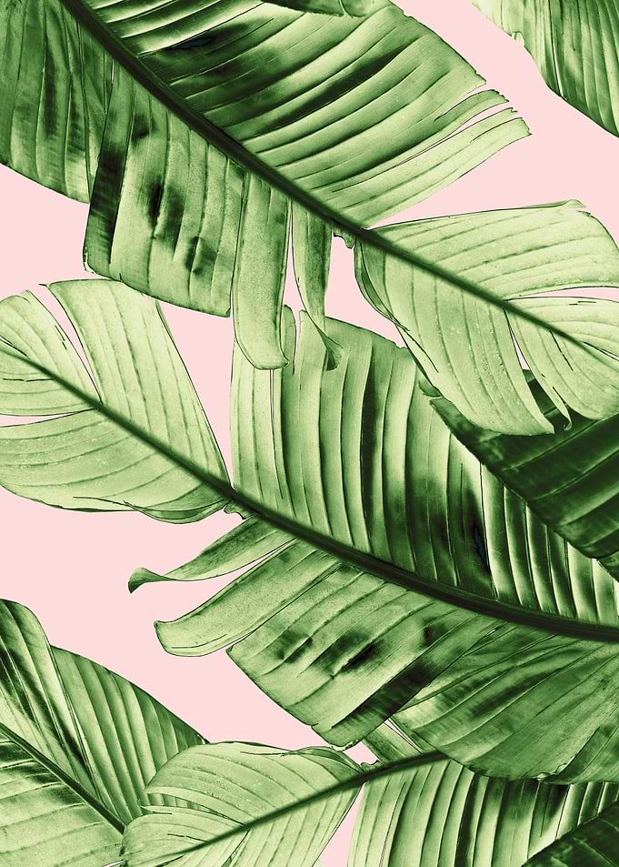 Blush Banana Leaves 6