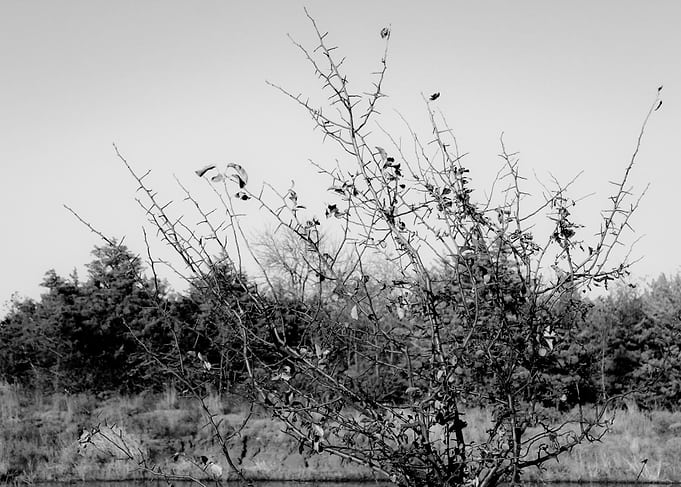 Waiting for Spring