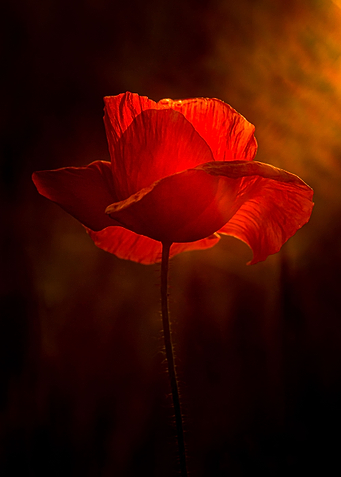 Poppy 1
