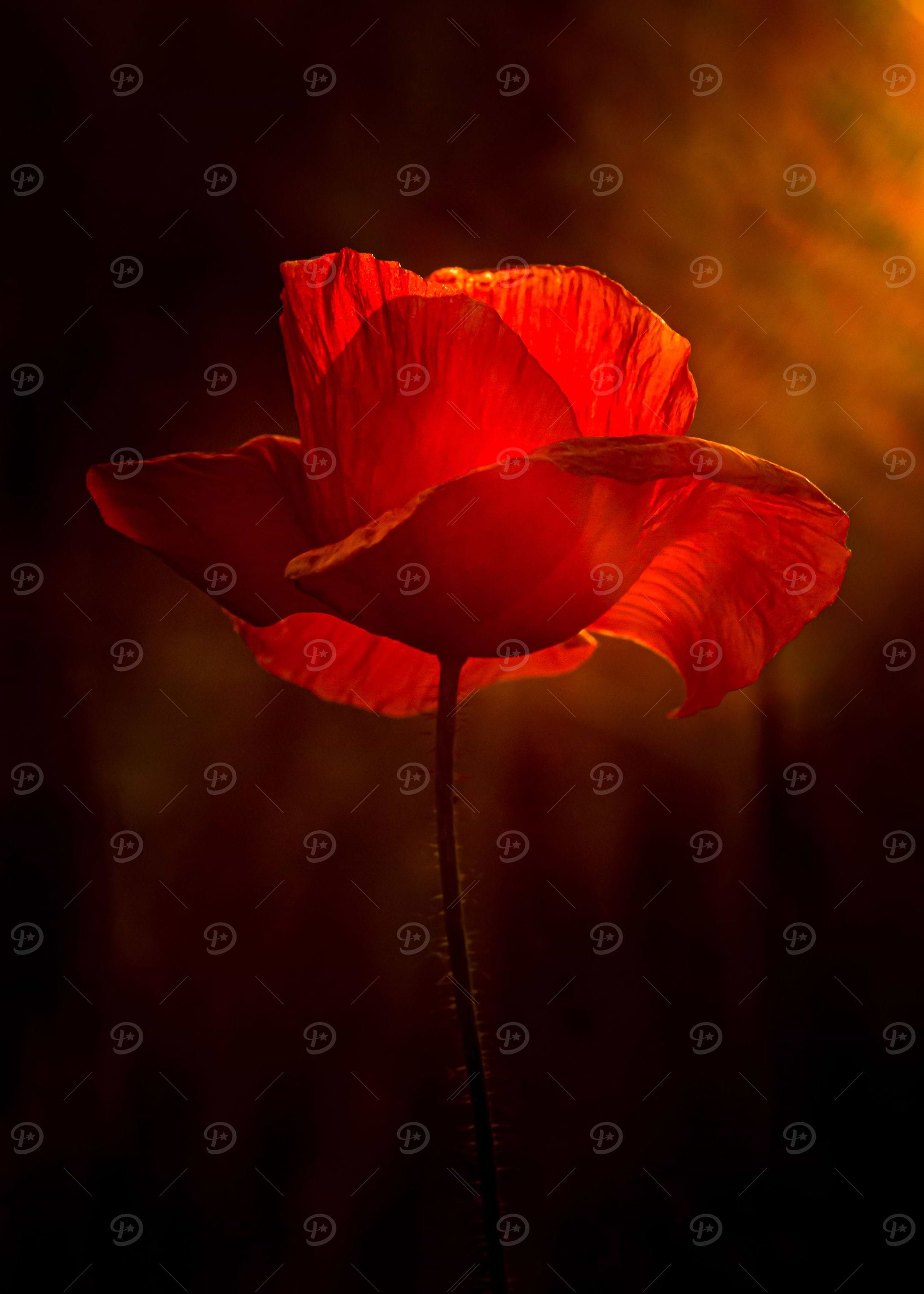 Poppy 1