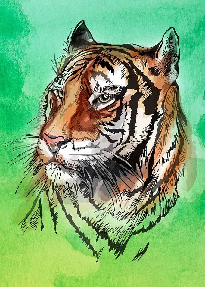 tiger