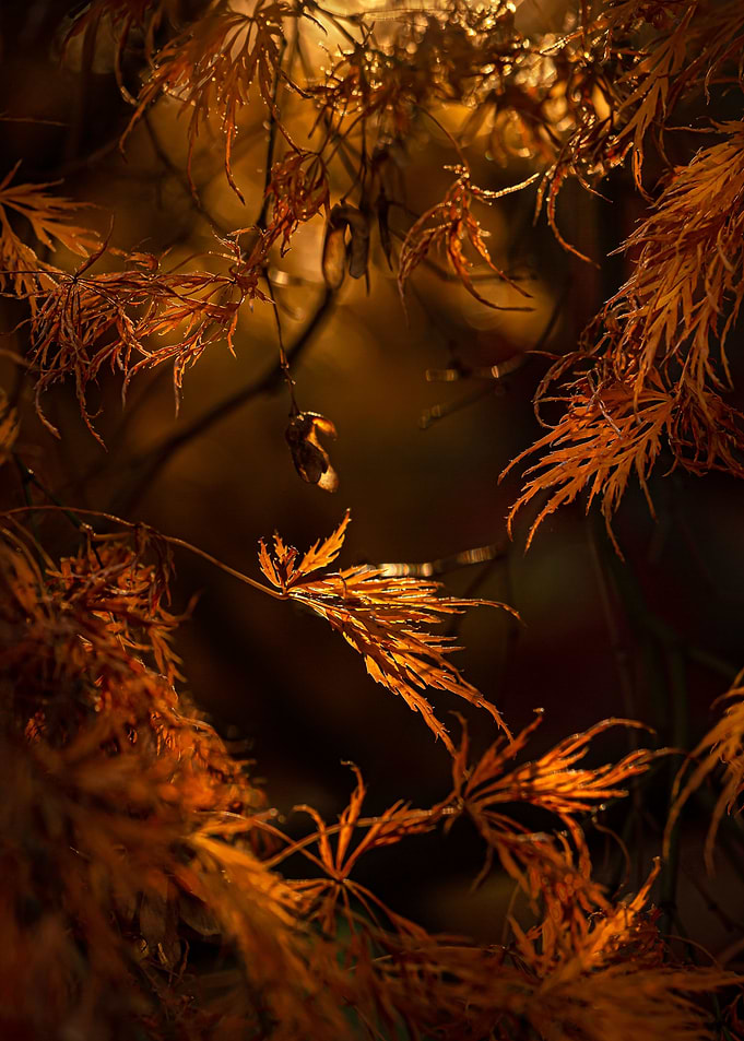 Autumn 1