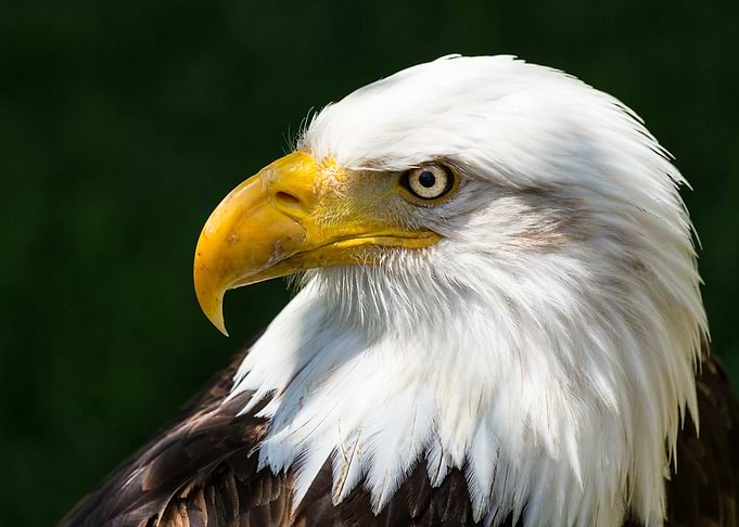 The look of a bald eagle