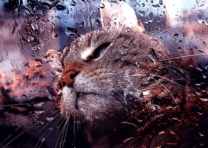 Water drops cat