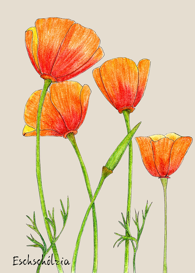 Eschscholzia californica