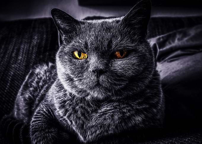 Evil black cat