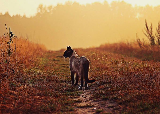 Alone cat in the field