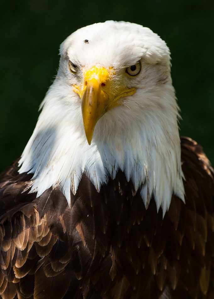 The look of a bald eagle