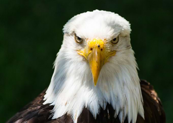 The look of a bald eagle