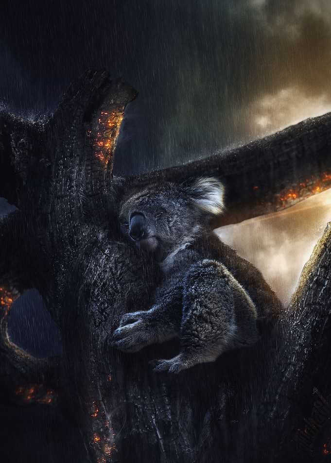 Tears for Koala