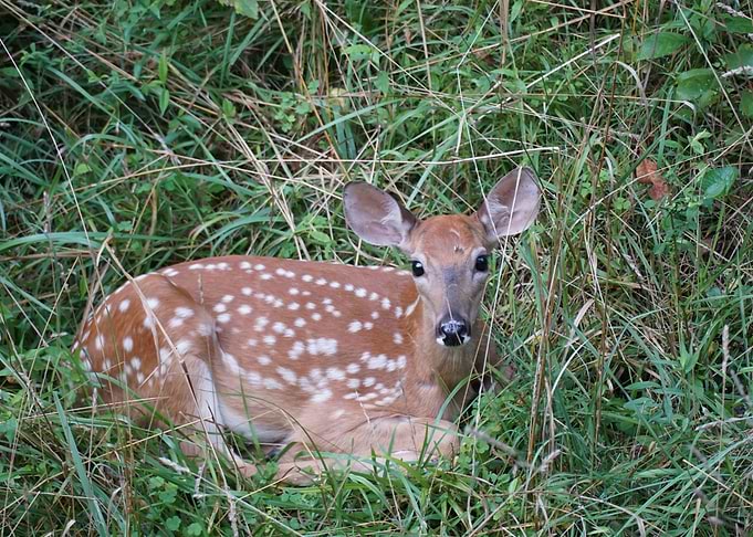 Young Deer At Rest