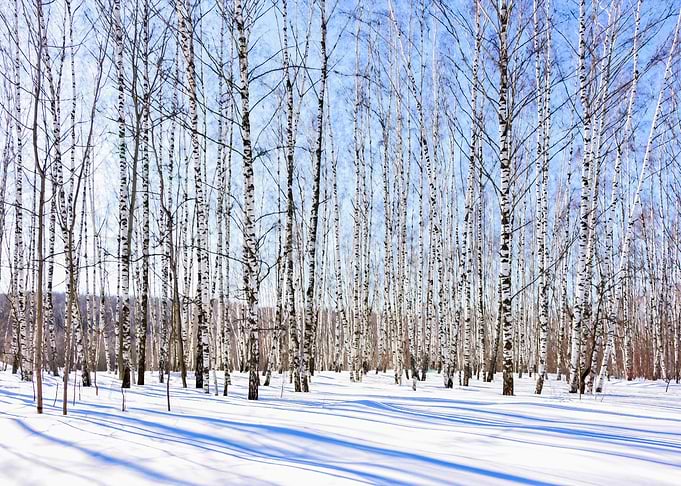 March Sun Over Birch Grove