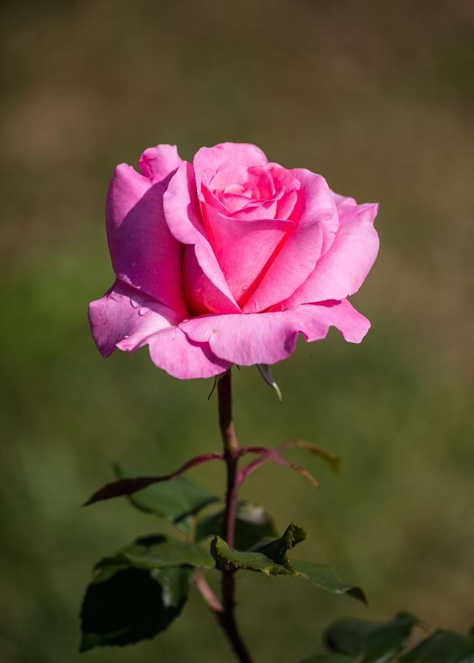 Beautiful rose