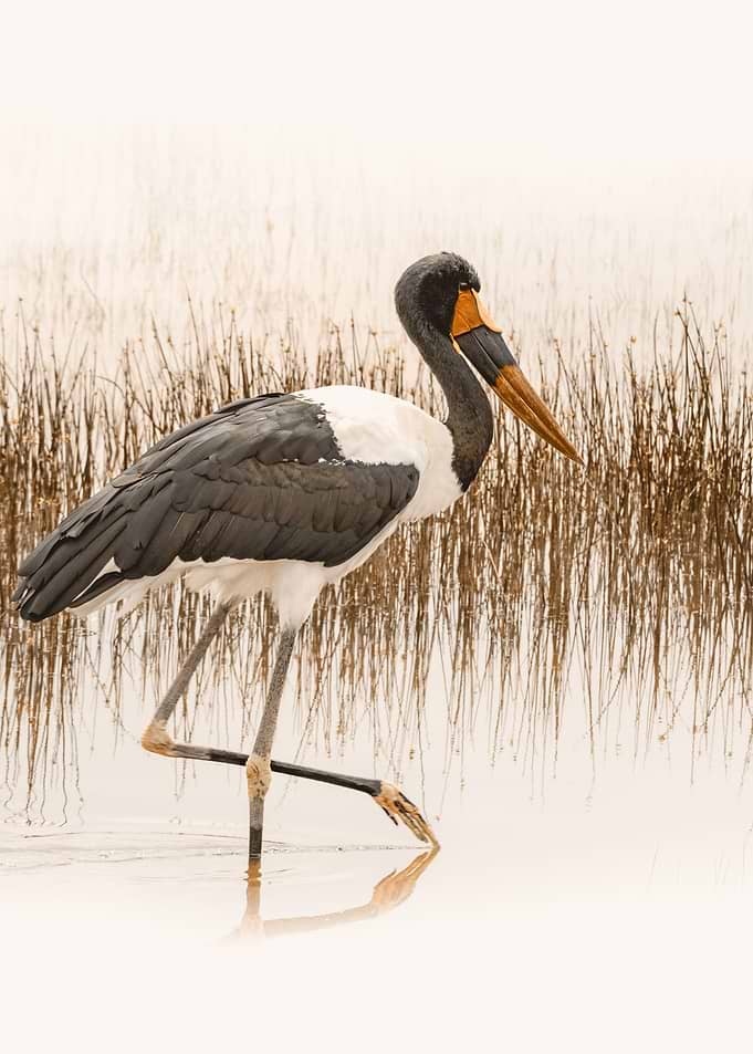 Stork in Sepia