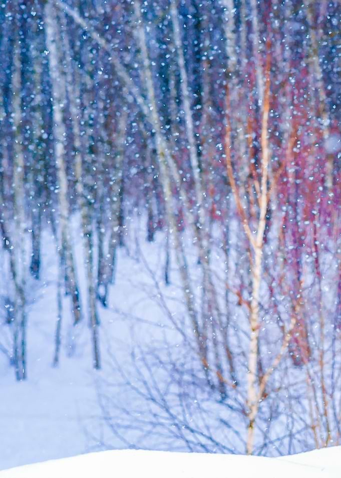 Forest Pastel Colors Left