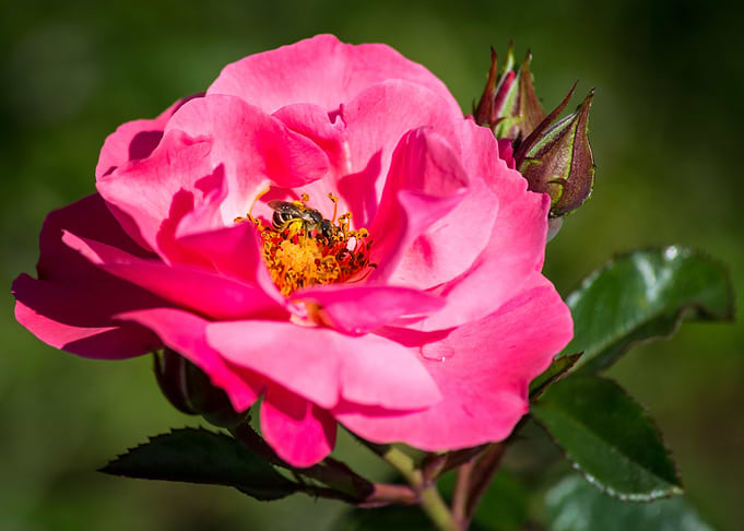 Beautiful rose
