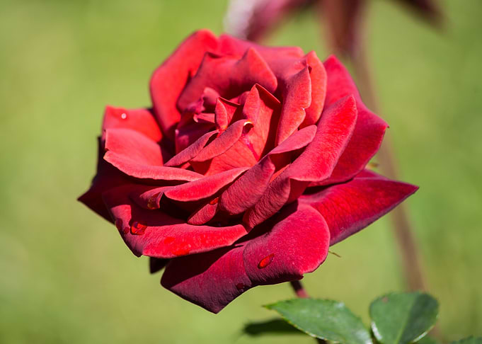 Beautiful rose