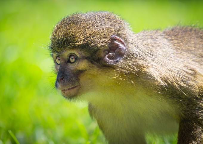 Cute little monkey