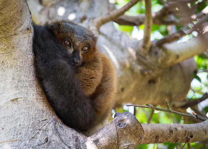 Lovely small lemur