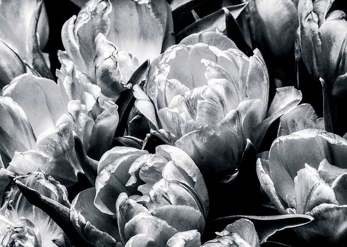 Tulip Flowers Black White
