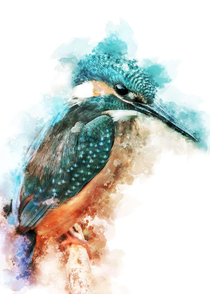 Hummingbird 2