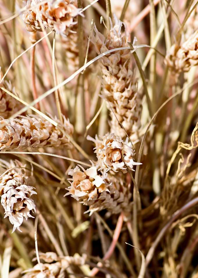 Ears Of Wheat Vertical