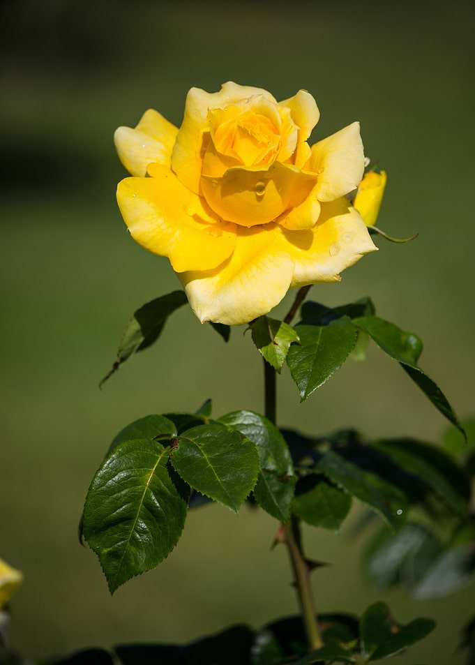 Beautiful rose