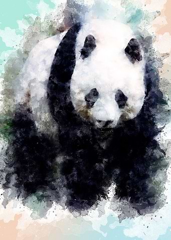 The Panda