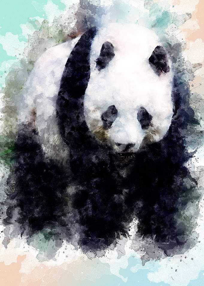 The Panda