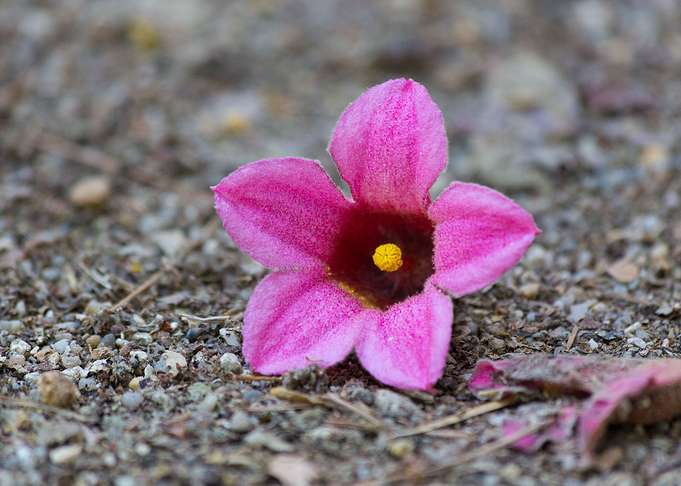 Small little flower