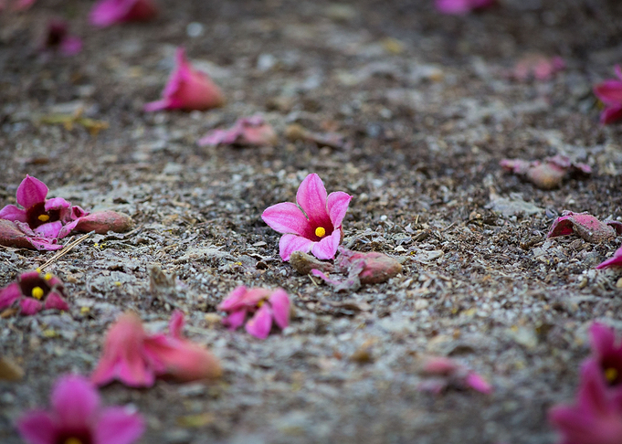 Small little flower