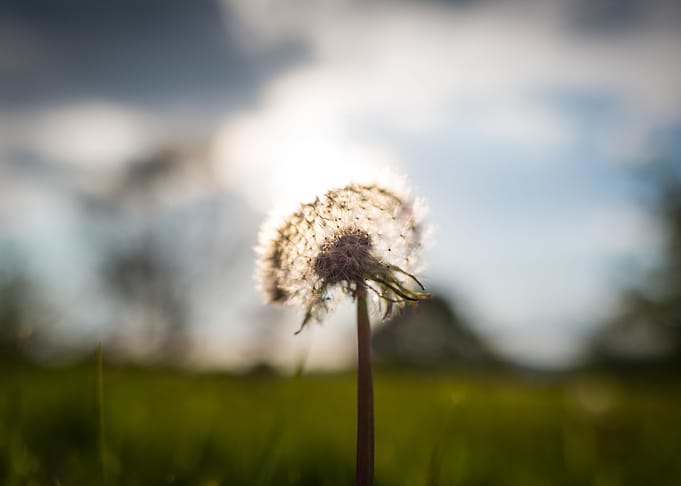 Lovely dandelion