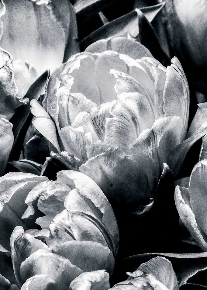 Tulip Flowers Black White