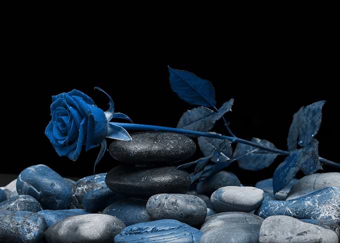 Rose classic blue