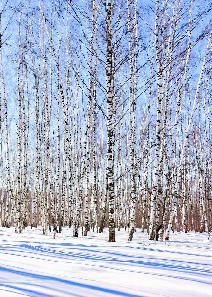 Birch Trees In March Right