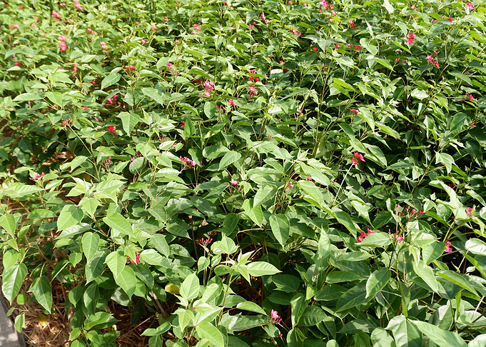 Beautiful Fresh Plant