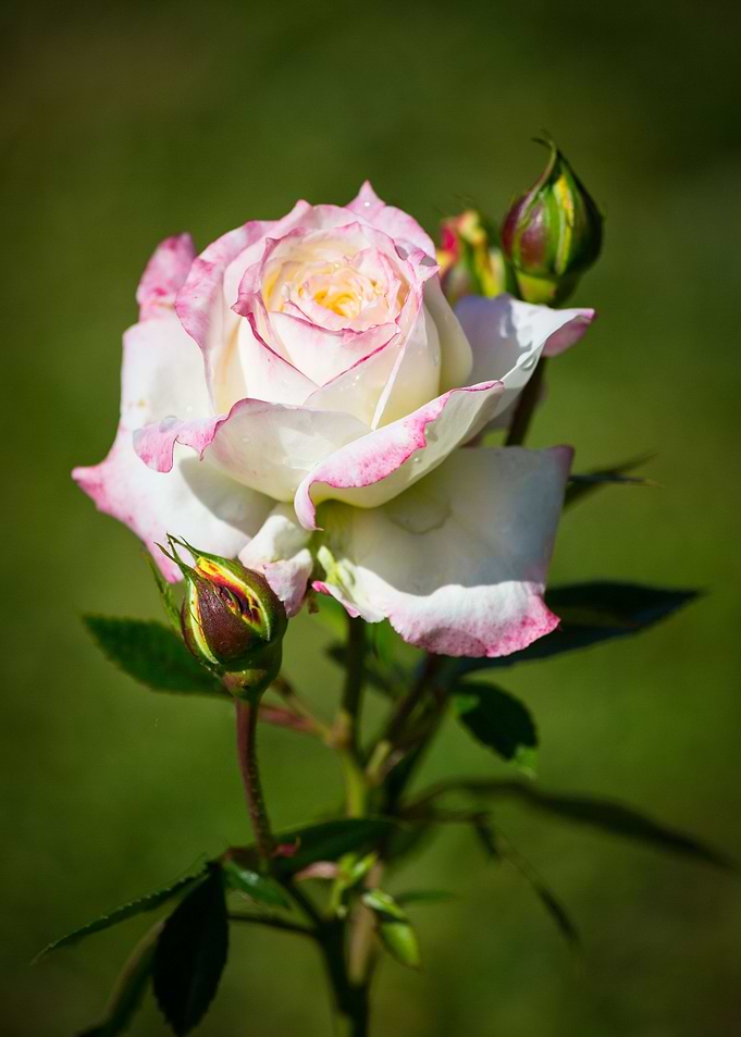 Beautiful rose