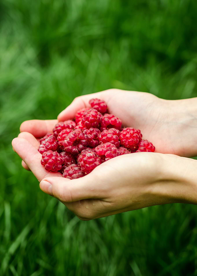 Hands holding raspberries