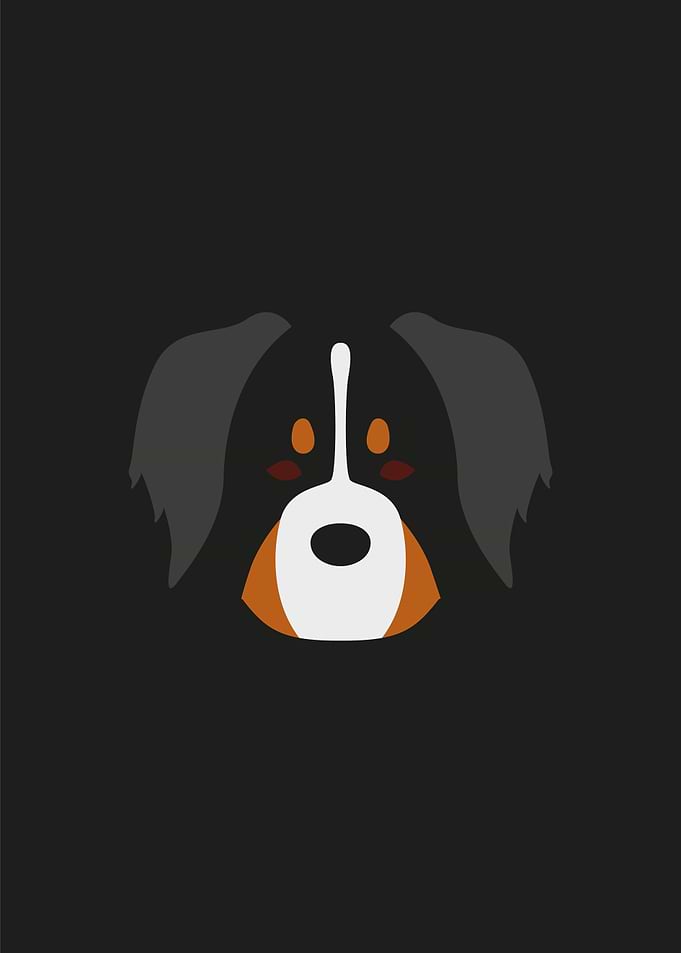 Bernese mountain dog
