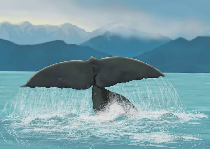 Whale
