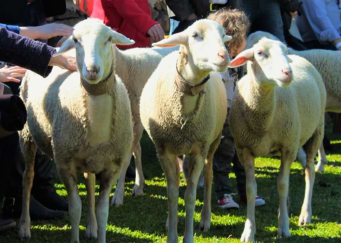 The Three Sheep