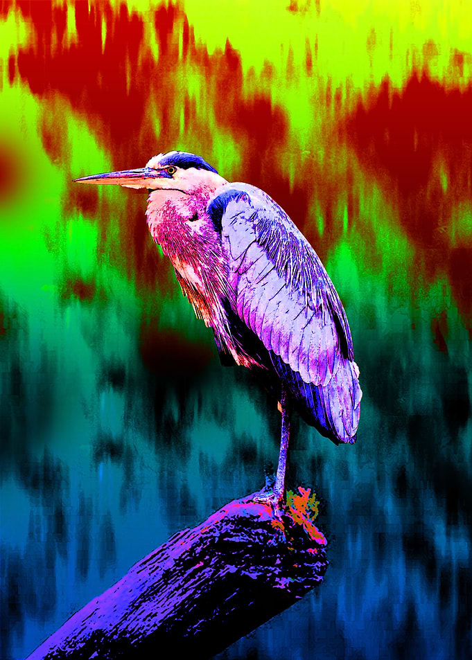 Bango Tong Tong Bird