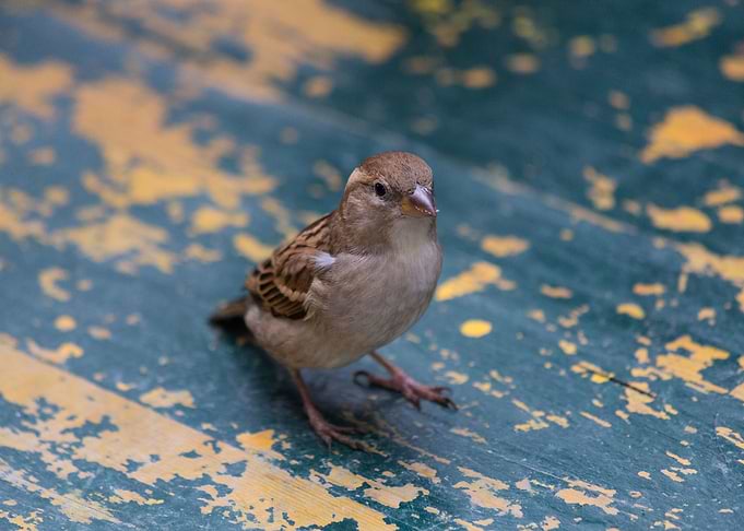 Small and cute sparrow